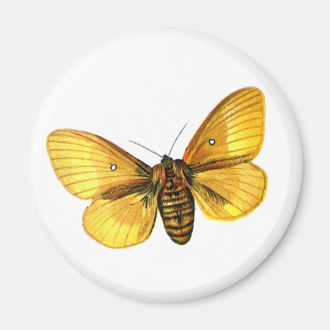 Bombyx quercus female magnet (Front)