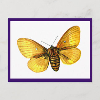 Bombyx quercus female postcard