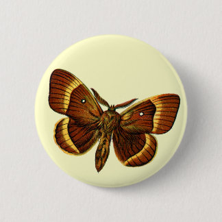 Bombyx quercus male button