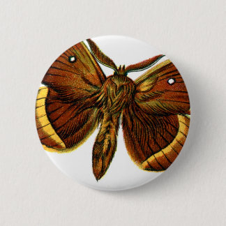 Bombyx quercus male button