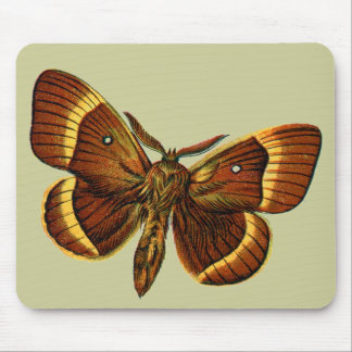 Bombyx quercus male mouse pad