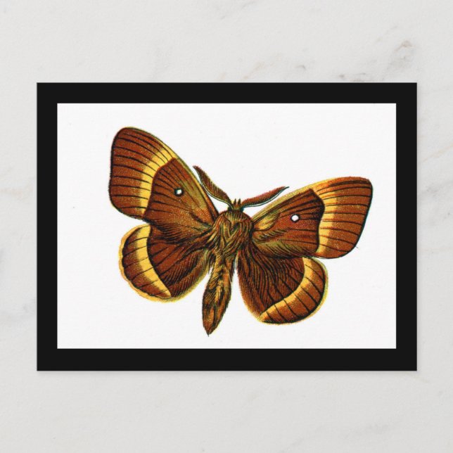 Bombyx quercus male postcard (Front)