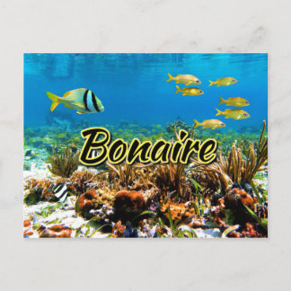 Bonaire coral reef postcard