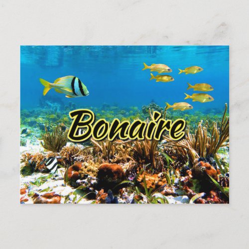 Bonaire coral reef postcard