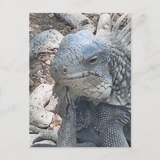 Bonaire Iguana Postcard