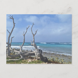 Bonaire Postcard
