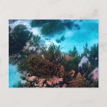Bonairean Reef Custom Postcard by h2oWater at Zazzle