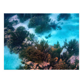 Bonairean Reef Photo Print