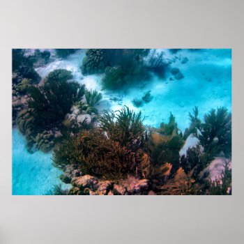 Bonairean Reef Poster by h2oWater at Zazzle