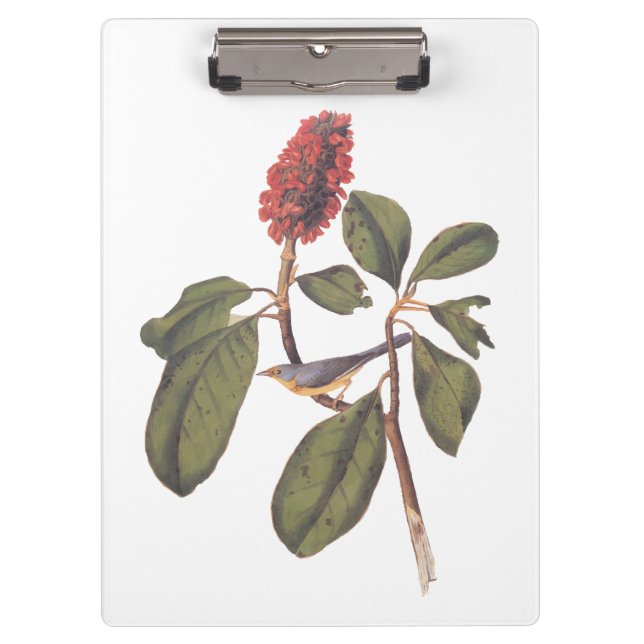 Bonaparte Flycatcher Canada Warbler Audubon Bird Clipboard (Front)
