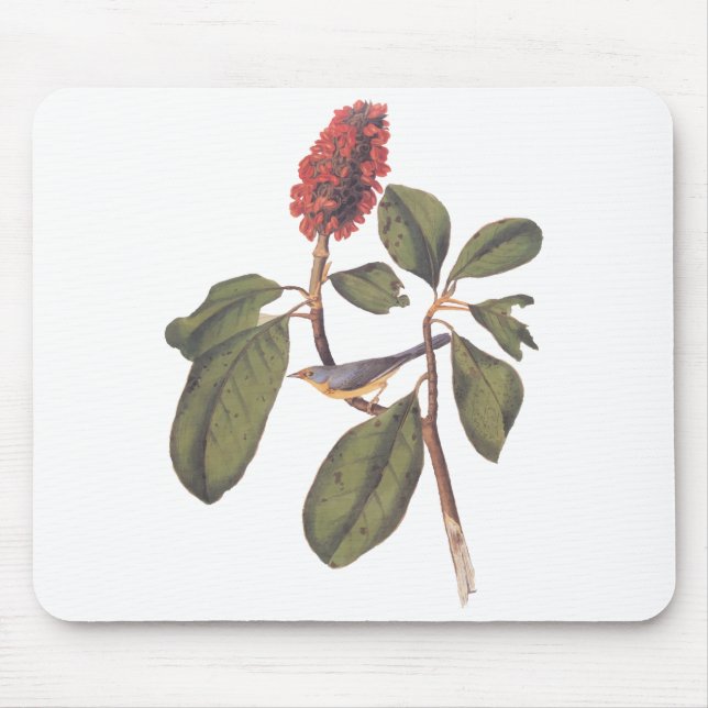 Bonaparte Flycatcher Canada Warbler Audubon Bird Mouse Pad (Front)