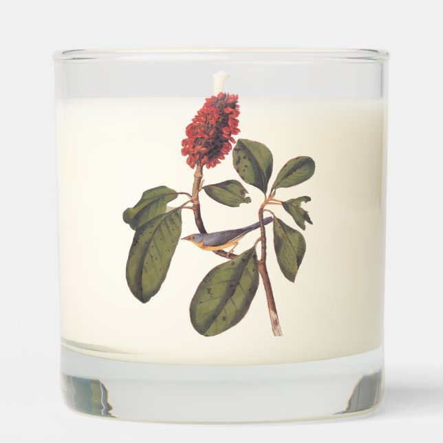 Bonaparte Flycatcher Canada Warbler Audubon Bird Scented Candle (Front)