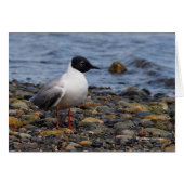 Bonaparte's Gull at the Beach (Front Horizontal)