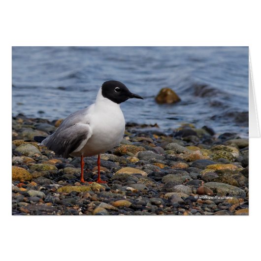 Bonaparte's Gull at the Beach Cards (Front Horizontal)