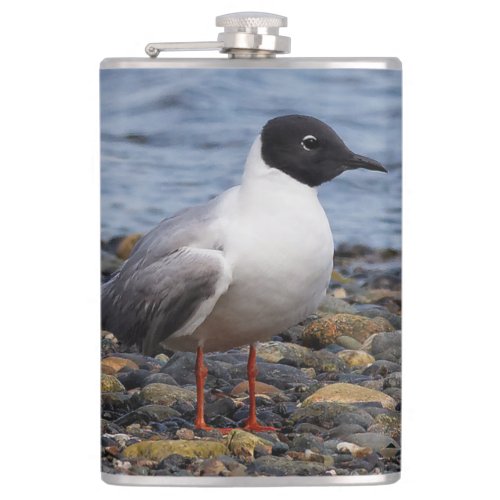 Bonapartes Gull at the Beach Flask