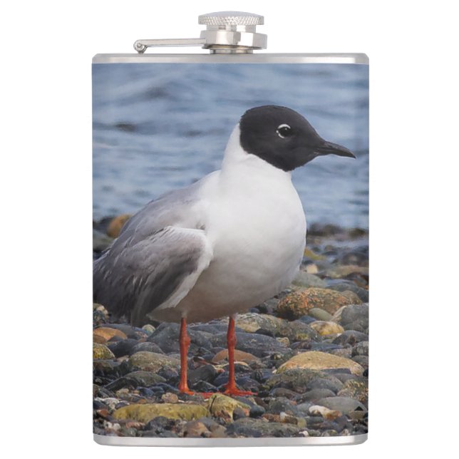 Bonaparte's Gull at the Beach Flask (Front)