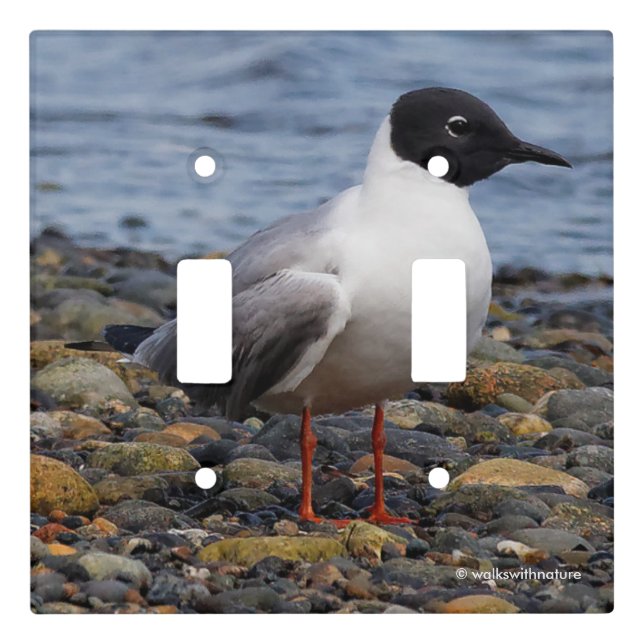 Bonaparte's Gull at the Beach Light Switch Cover (Front)