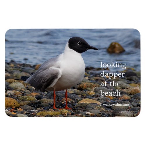 Bonapartes Gull at the Beach Magnet
