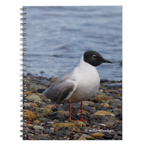 Bonapartes Gull at the Beach Notebook