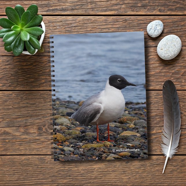 Bonaparte's Gull at the Beach Notebook (Bonaparte's Gull at the Beach Journal Cover Photo)