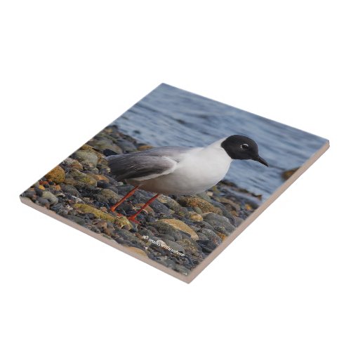Bonapartes Gull at the Beach Tile