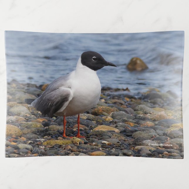 Bonaparte's Gull at the Beach Trinket Tray (Front)