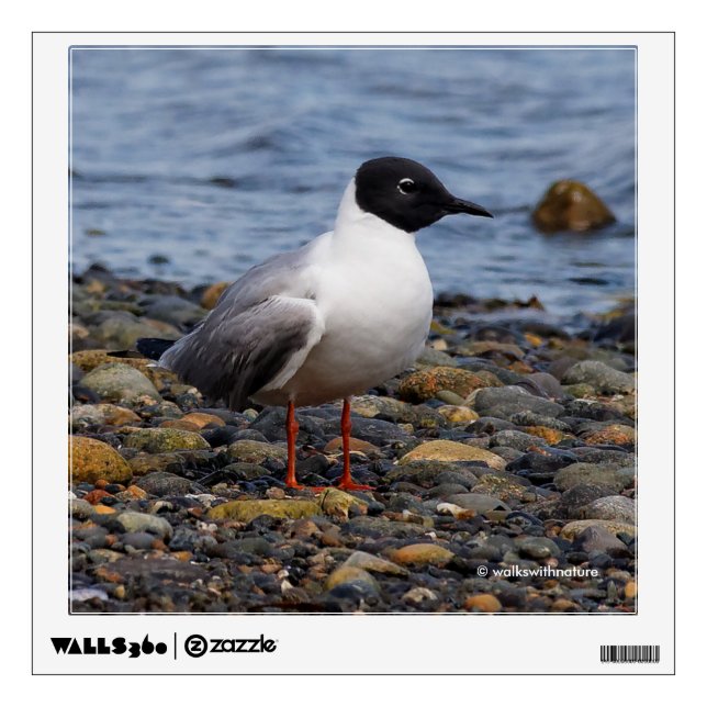 Bonaparte's Gull at the Beach Wall Sticker (Front)