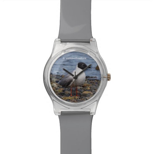 Bonapartes Gull at the Beach Wrist Watch