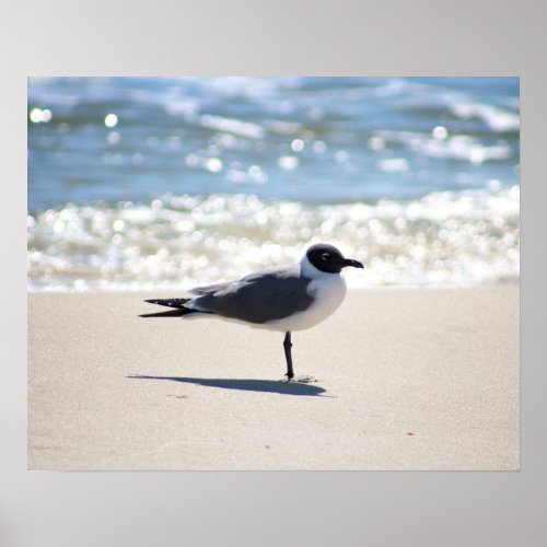 Bonapartes Gull Seagull on the Beach Color 16x20  Poster