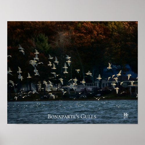 Bonapartes Gulls on Higgins Lake Poster