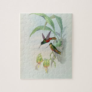 Bonaparte's Star Fronted Hummingbird (coloured lit Jigsaw Puzzle