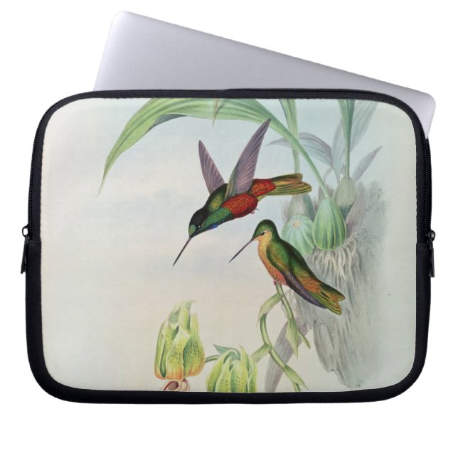 Bonaparte's Star Fronted Hummingbird (coloured lit Laptop Sleeve (Front)