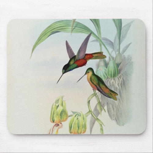Bonapartes Star Fronted Hummingbird coloured lit Mouse Pad