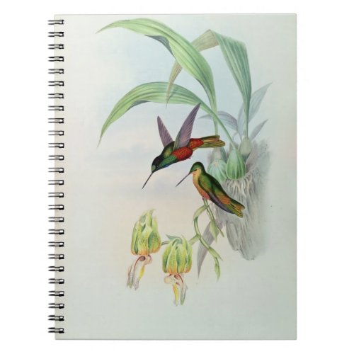 Bonapartes Star Fronted Hummingbird coloured lit Notebook