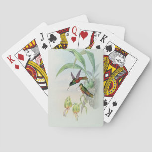 Bonaparte's Star Fronted Hummingbird (coloured lit Poker Cards