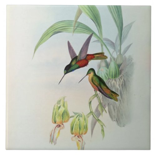 Bonapartes Star Fronted Hummingbird coloured lit Tile