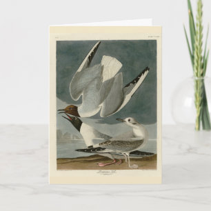 Bonapartian Gull from Audubon's Birds of America Card