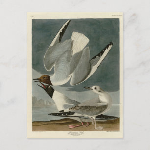 Bonapartian Gull from Audubon's Birds of America Postcard