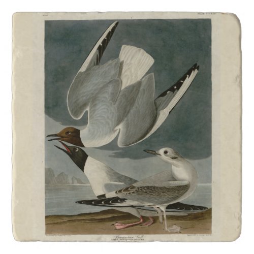 Bonapartian Gull from Audubons Birds of America Trivet
