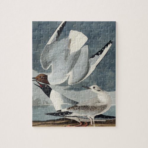 Bonapartian Gull from Birds of America Jigsaw Puzzle