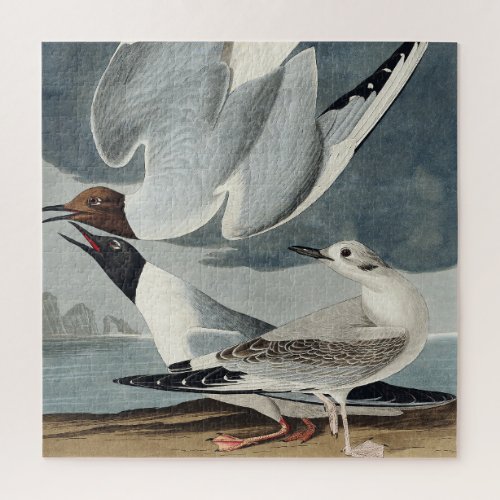 Bonapartian Gull from Birds of America Jigsaw Puzzle