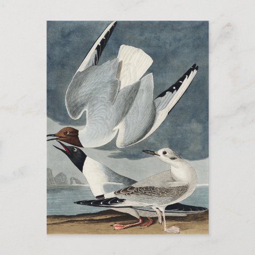 Bonapartian Gull from Birds of America Postcard