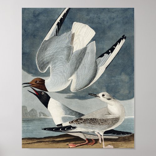 Bonapartian Gull from Birds of America Poster