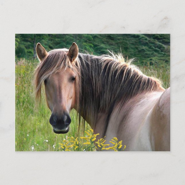 "Bonar" Highland Pony Postcard (Front)