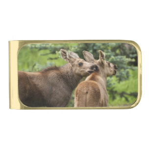 Bonded Moose Calves Gold Finish Money Clip