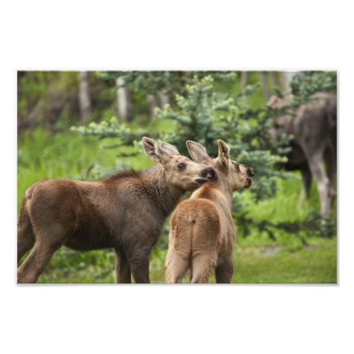 Bonded Moose Calves Photo Print