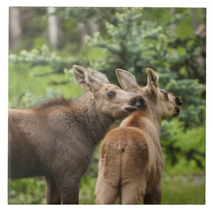 Bonded Moose Calves Tile