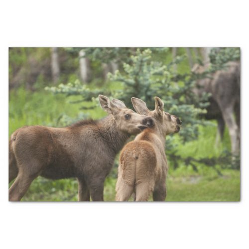 Bonded Moose Calves Tissue Paper