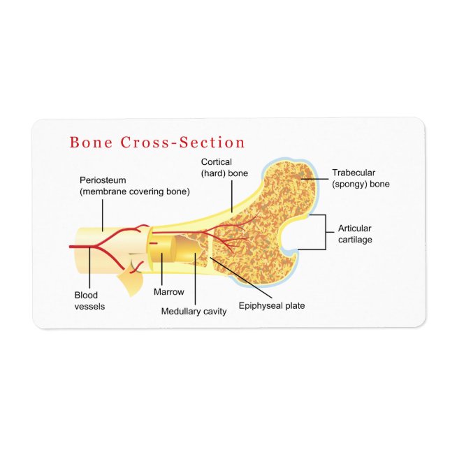 Bone Cross Section Diagram Label (Front)