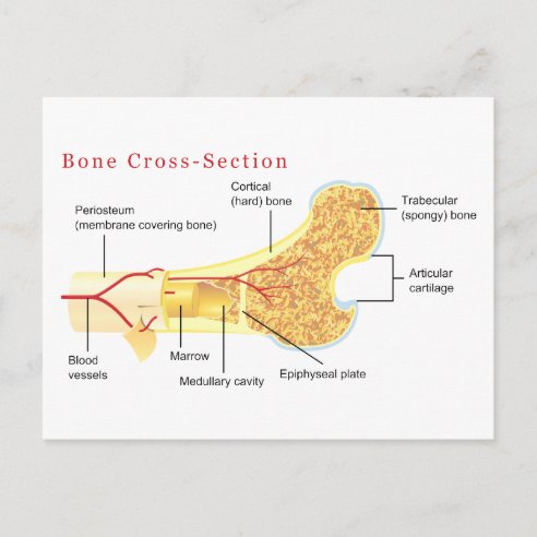 Anatomy Diagram Postcards - No Minimum Quantity | Zazzle